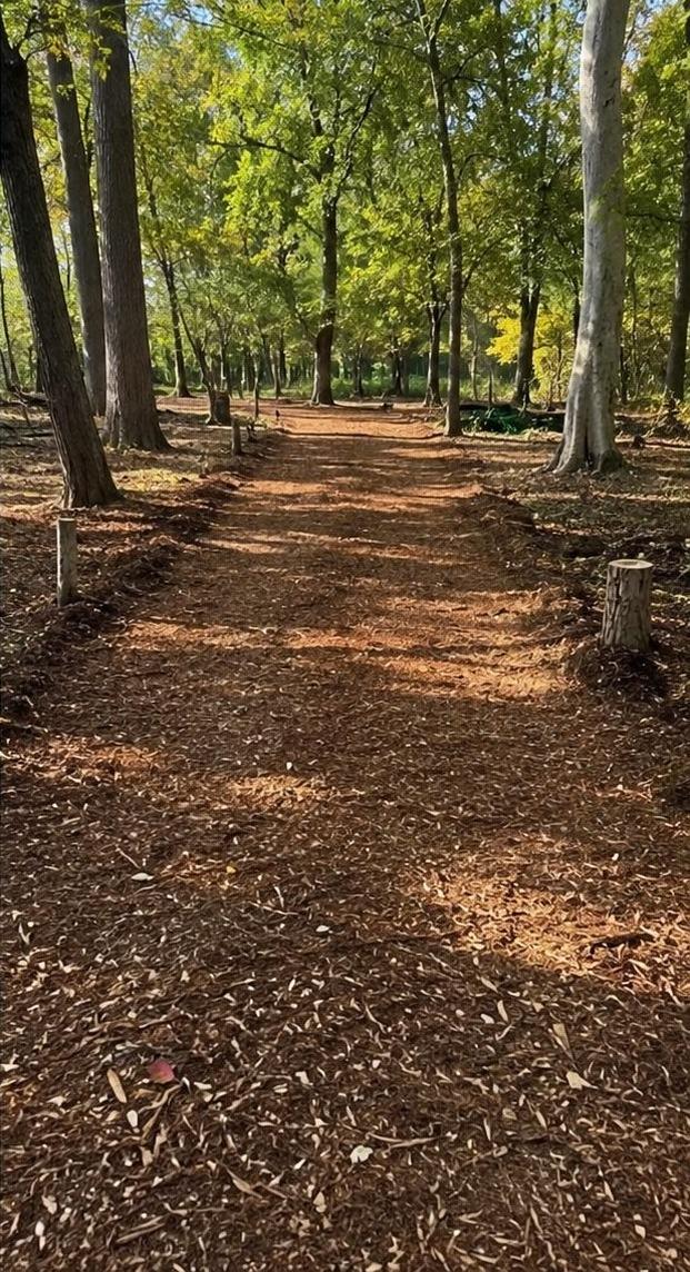 The same woods after mulching, an open path of mulch between the standing trees