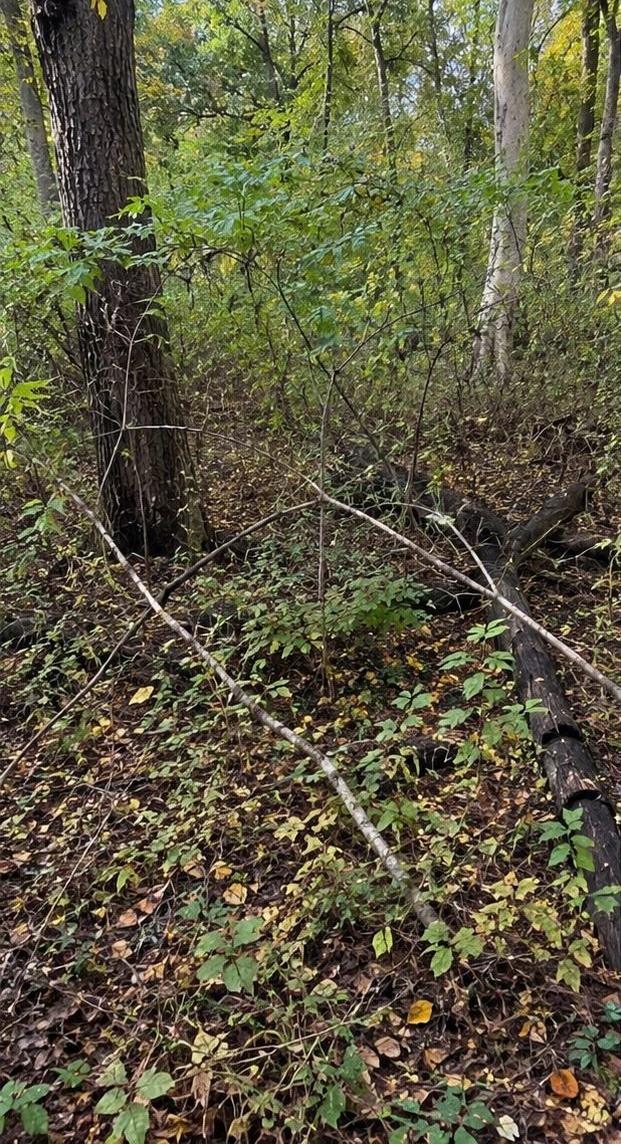 A wooded lot choked with honeysuckle, saplings and fallen limbs